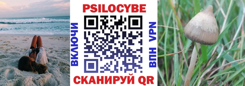 где найти наркотики  Буйнакск  Галлюциногенные грибы Psilocybe 