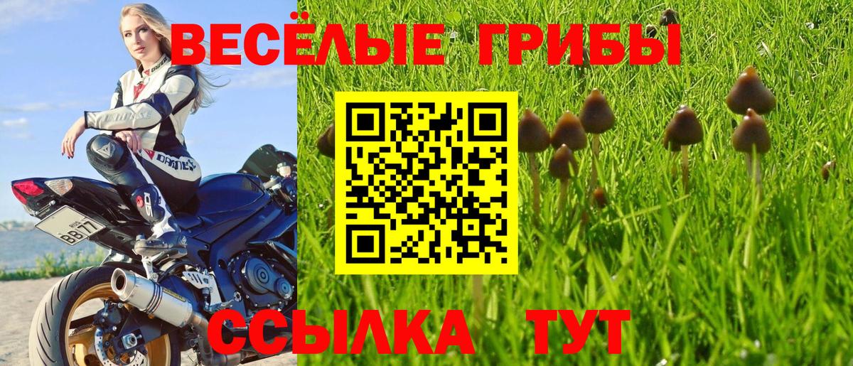 купить   Буйнакск  Псилоцибиновые грибы MAGIC MUSHROOMS 